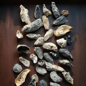 Huge Bulk Lot of Eastern Oyster Shells